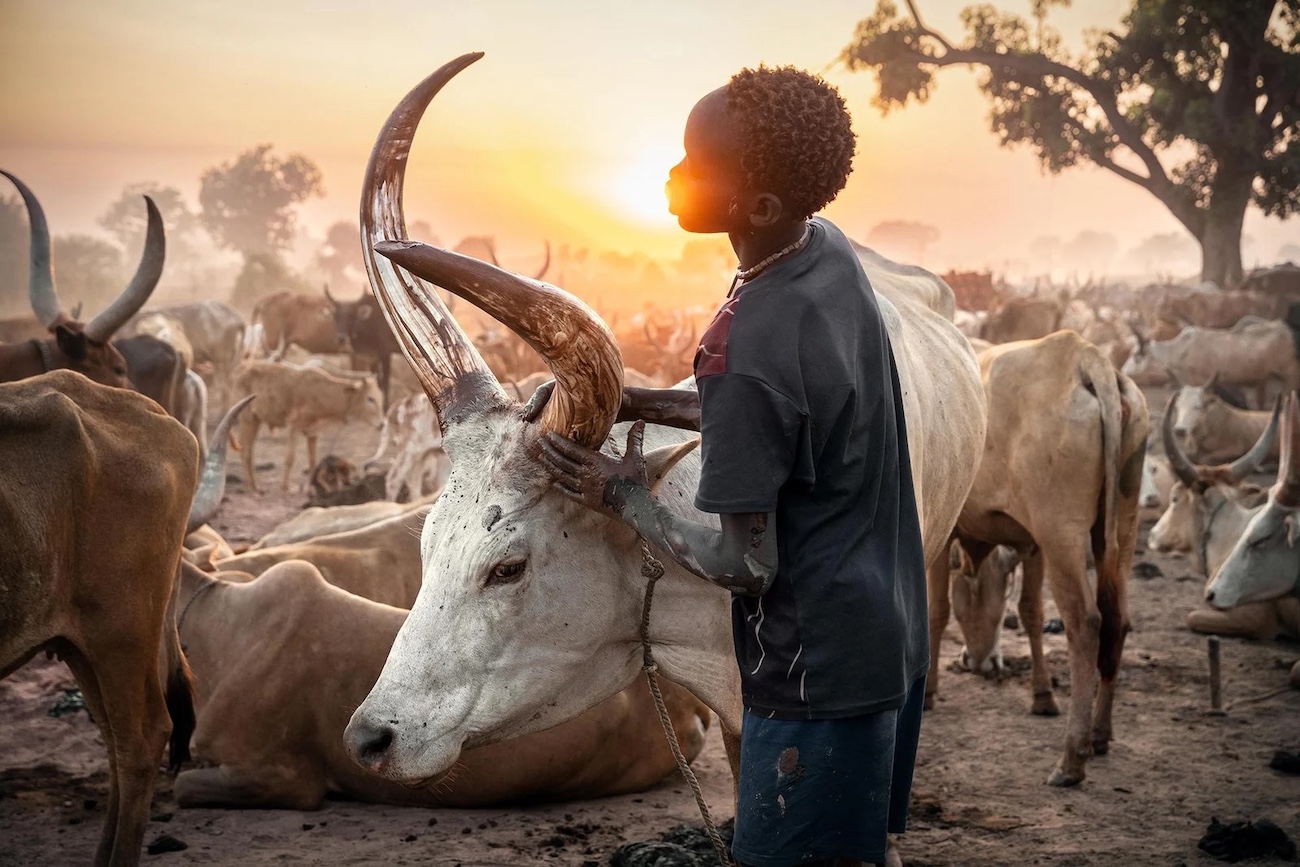 Boy with bull at sunset. 