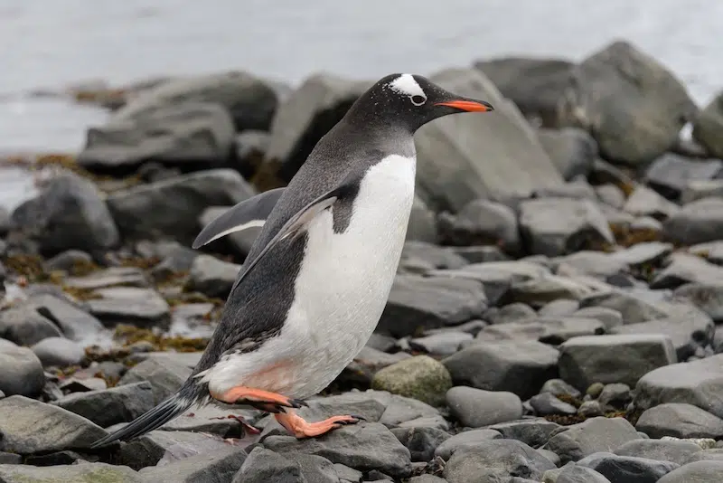 New Gentoo Penguin Species
