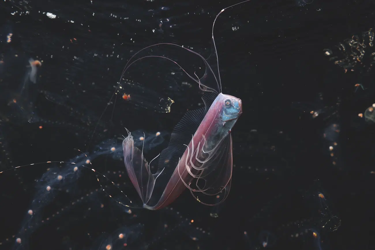 Ocean Photographer of the Year Winners 2026