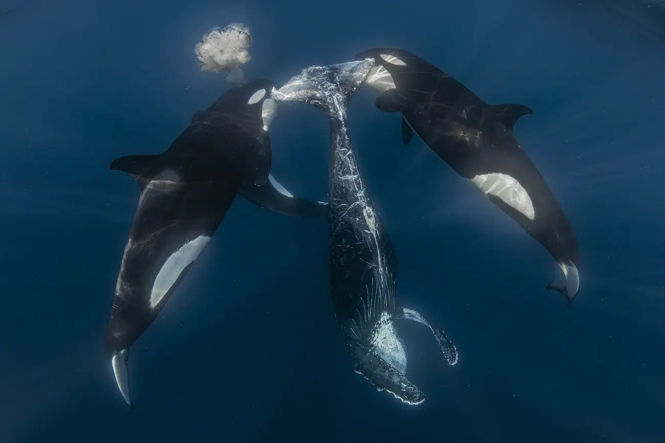 Ocean Photographer of the Year Winners 2026