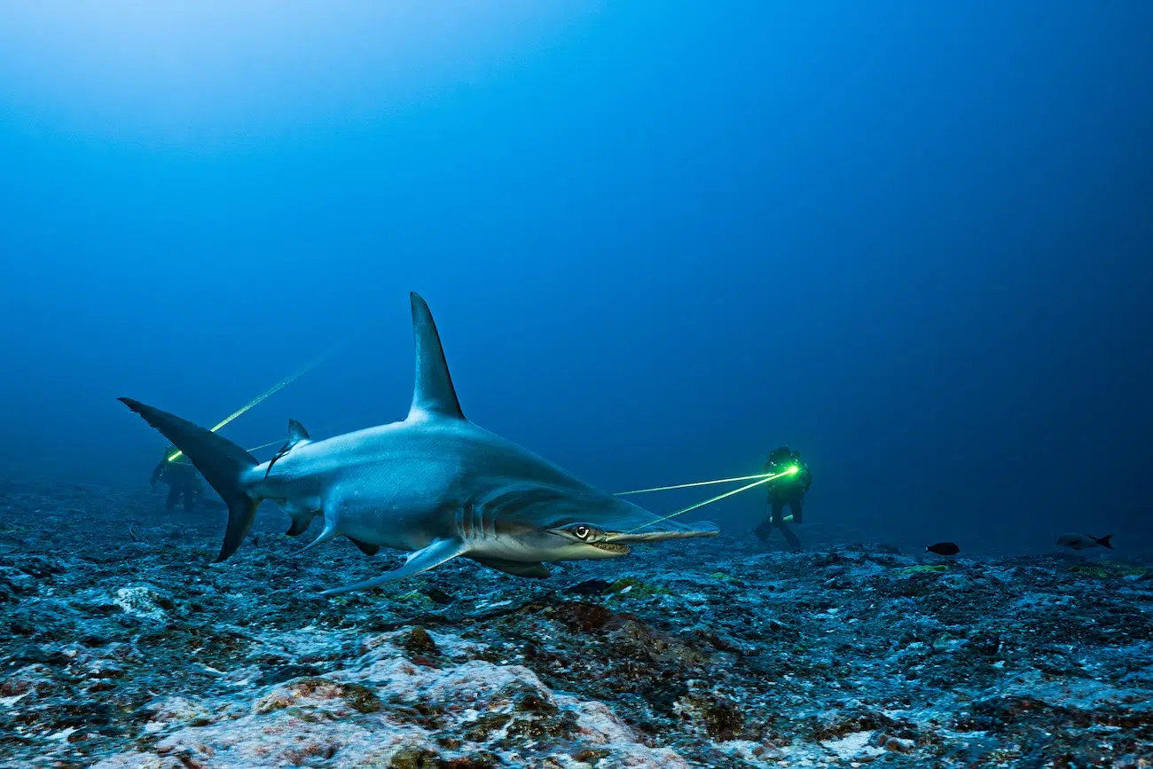 Ocean Photographer of the Year Winners 2026