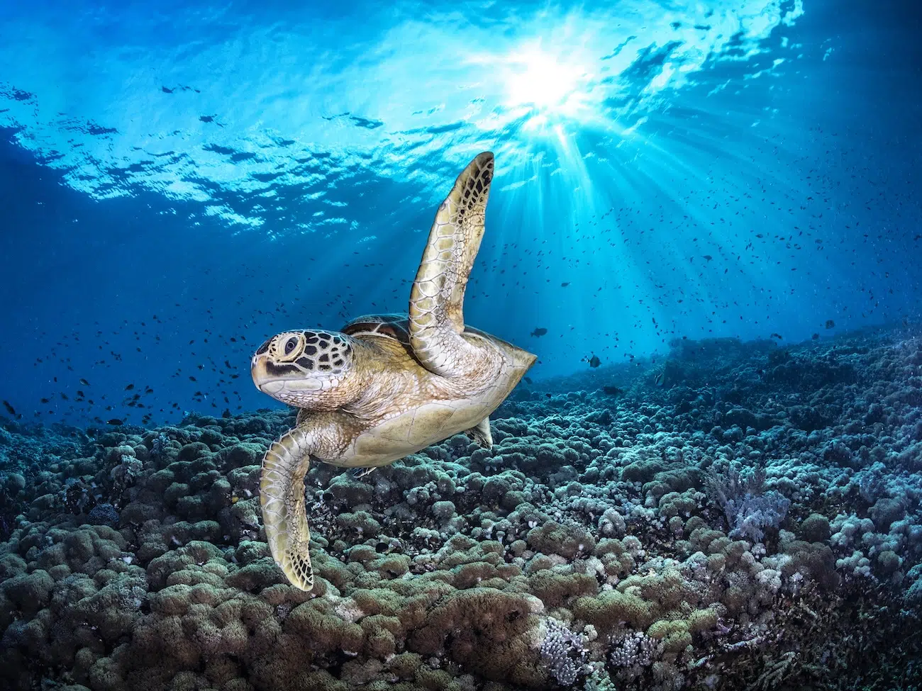 Ocean Photographer of the Year Winners 2026
