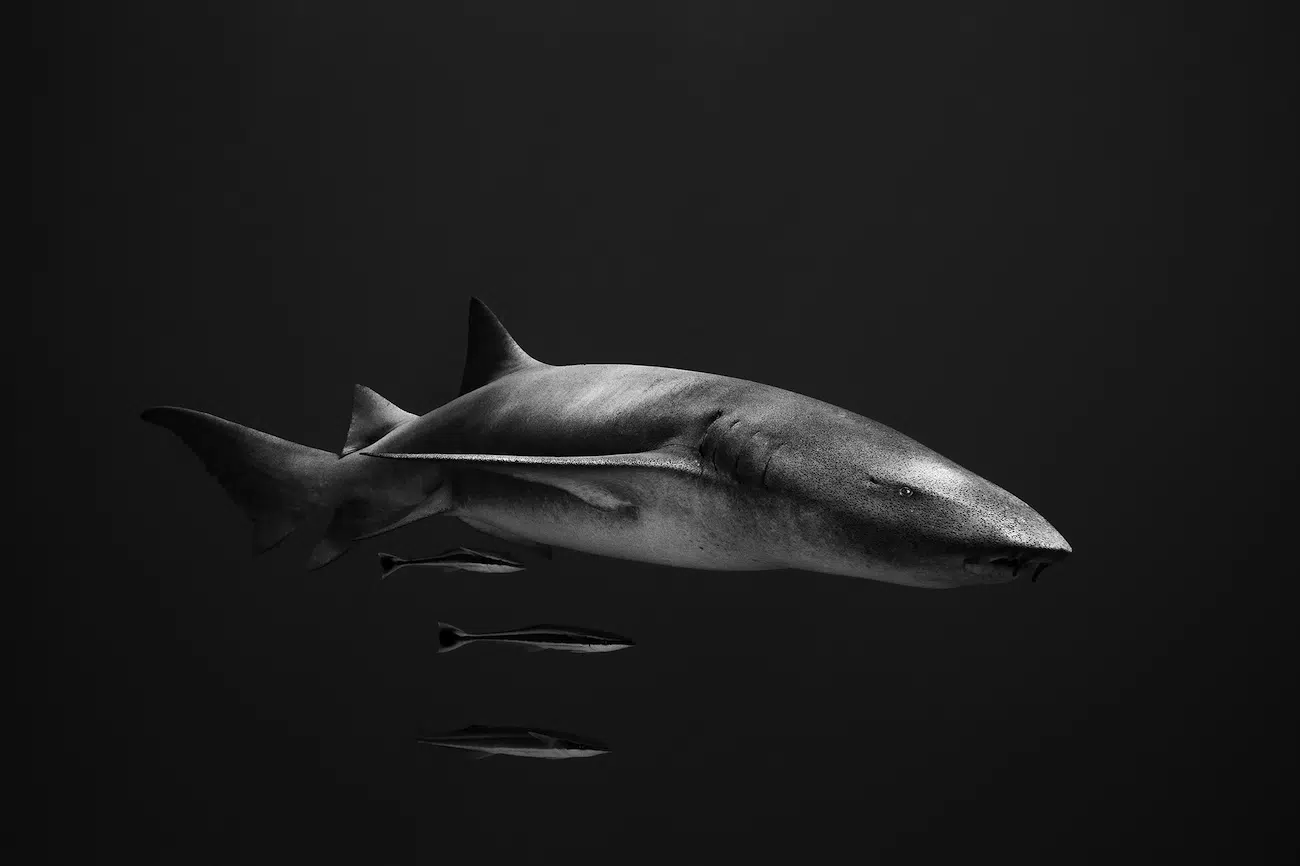 Ocean Photographer of the Year Winners 2026