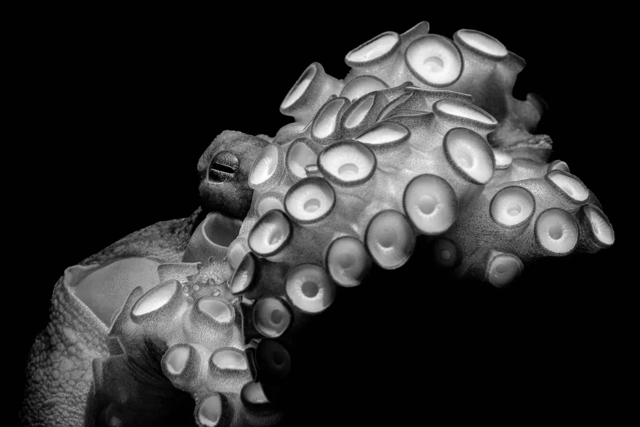Ocean Photographer of the Year Winners 2026