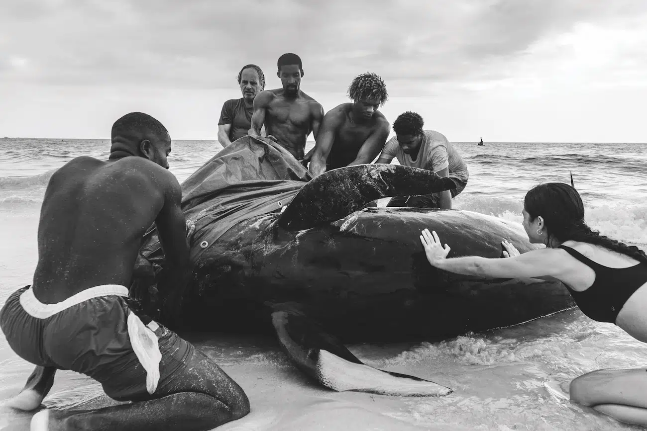 Ocean Photographer of the Year Winners 2026