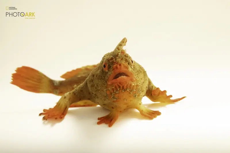 A critically endangered female red handfish