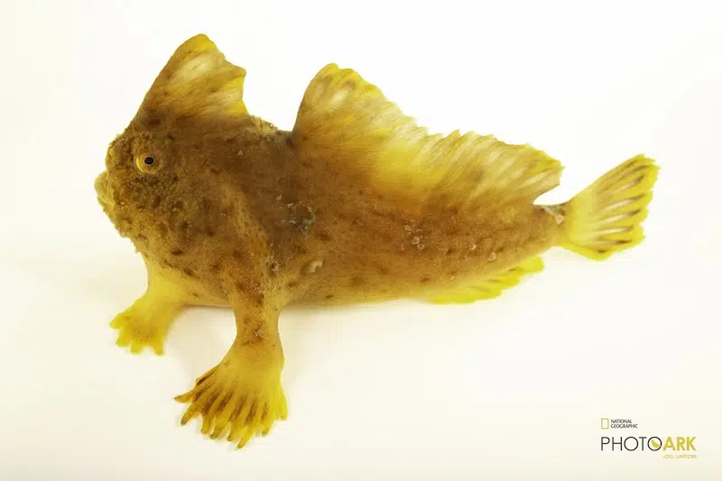 A critically endangered female red handfish