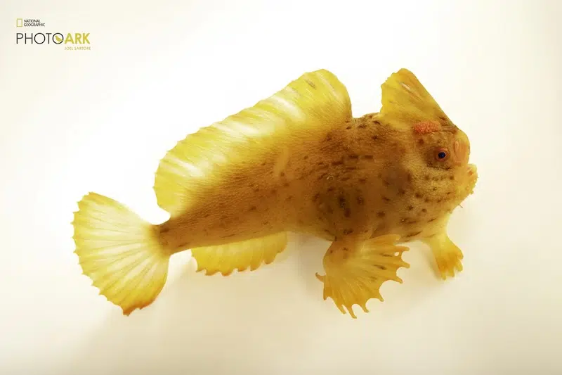 A critically endangered male red handfish