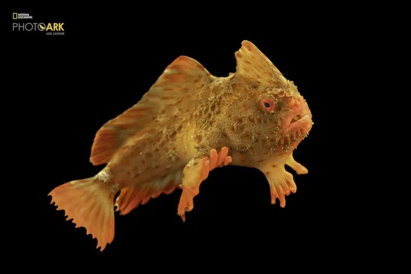 A critically endangered female red handfish