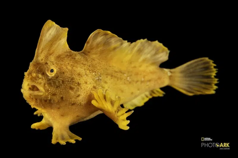 A critically endangered female red handfish