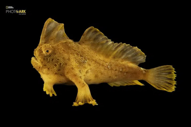 A critically endangered female red handfish