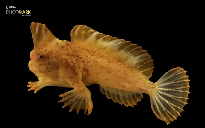 A critically endangered male red handfish
