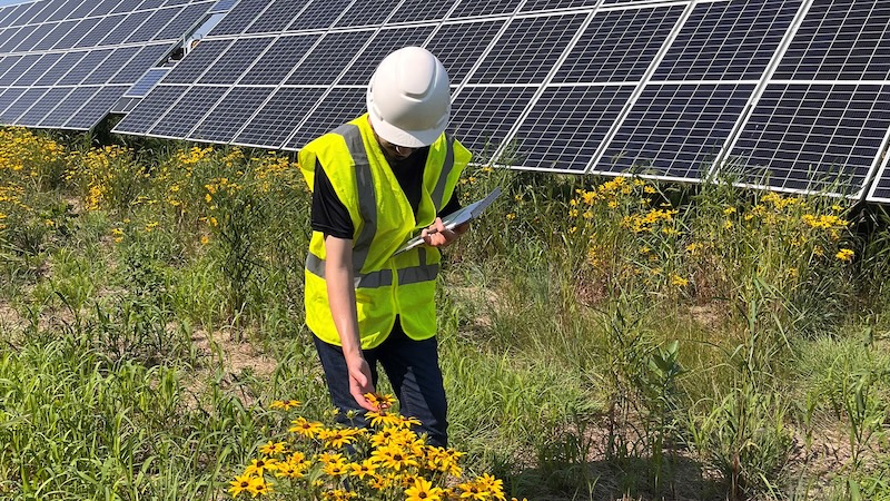 Solar Farms Increases Biodiversity