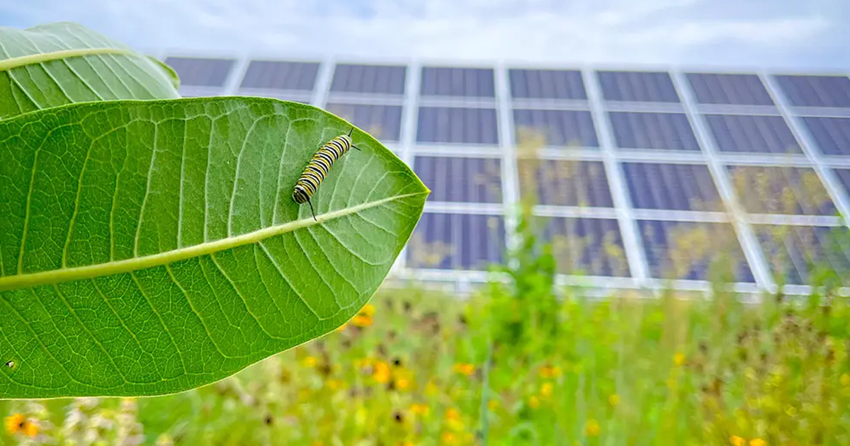 Two Minnesota Solar Farms Also Planted Native Flora, and the Bee Population Increased by 2,000%