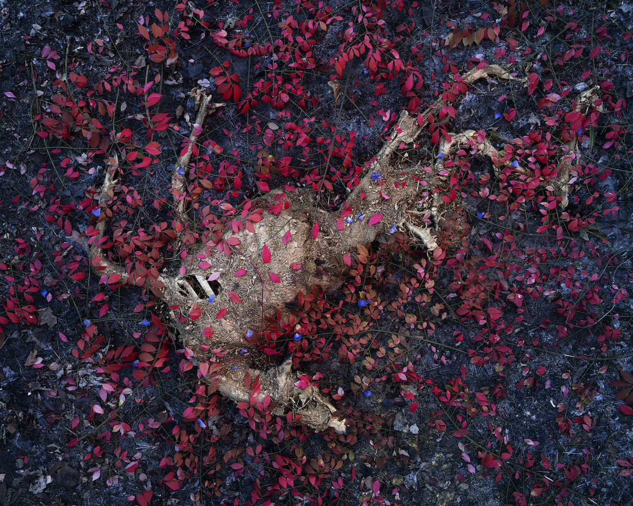 Tanya Marcuse Video Still from Deer on view at CPW