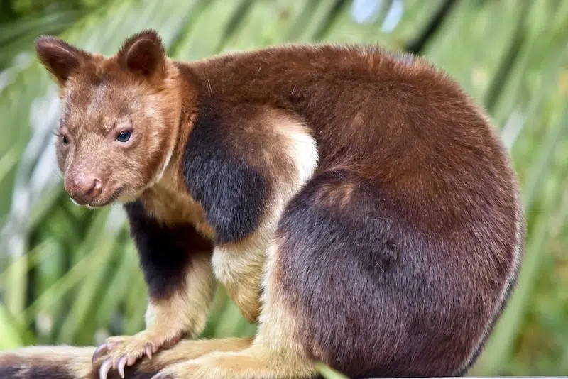 Golden-mantled tree-kangaroo