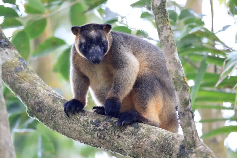 A Lumholtz's tree-kangaroo (Dendrolagus lumholtzi) rests high in a tree