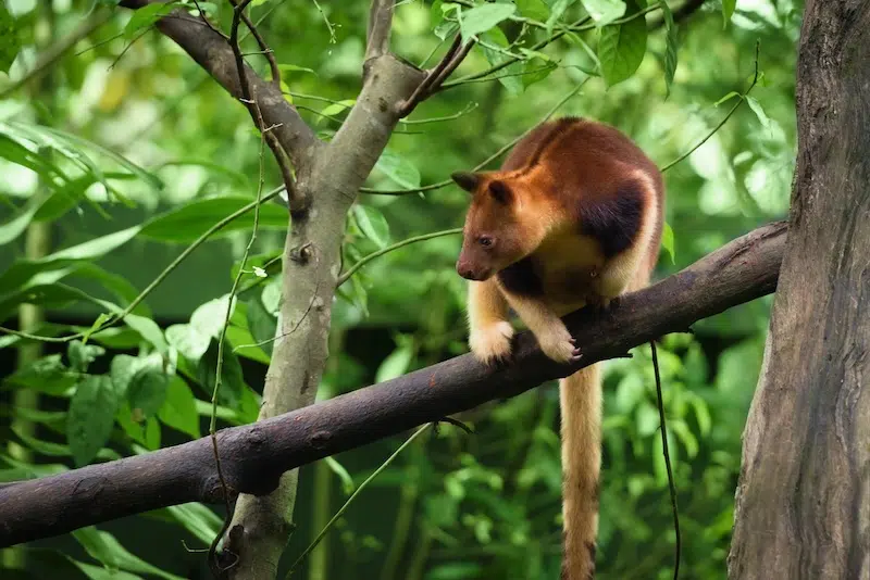 Golden-mantled tree-kangaroo