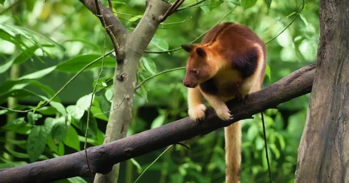 266 Indigenous Leaders in Papua New Guinea Sign Legal Deed To Protect Land, Clans, and Tree Kangaroos