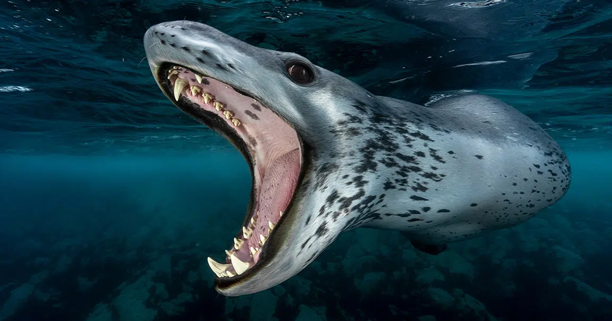 Dive Into the Winning Images and Films of the Underwater Awards Australasia 2026 Competition