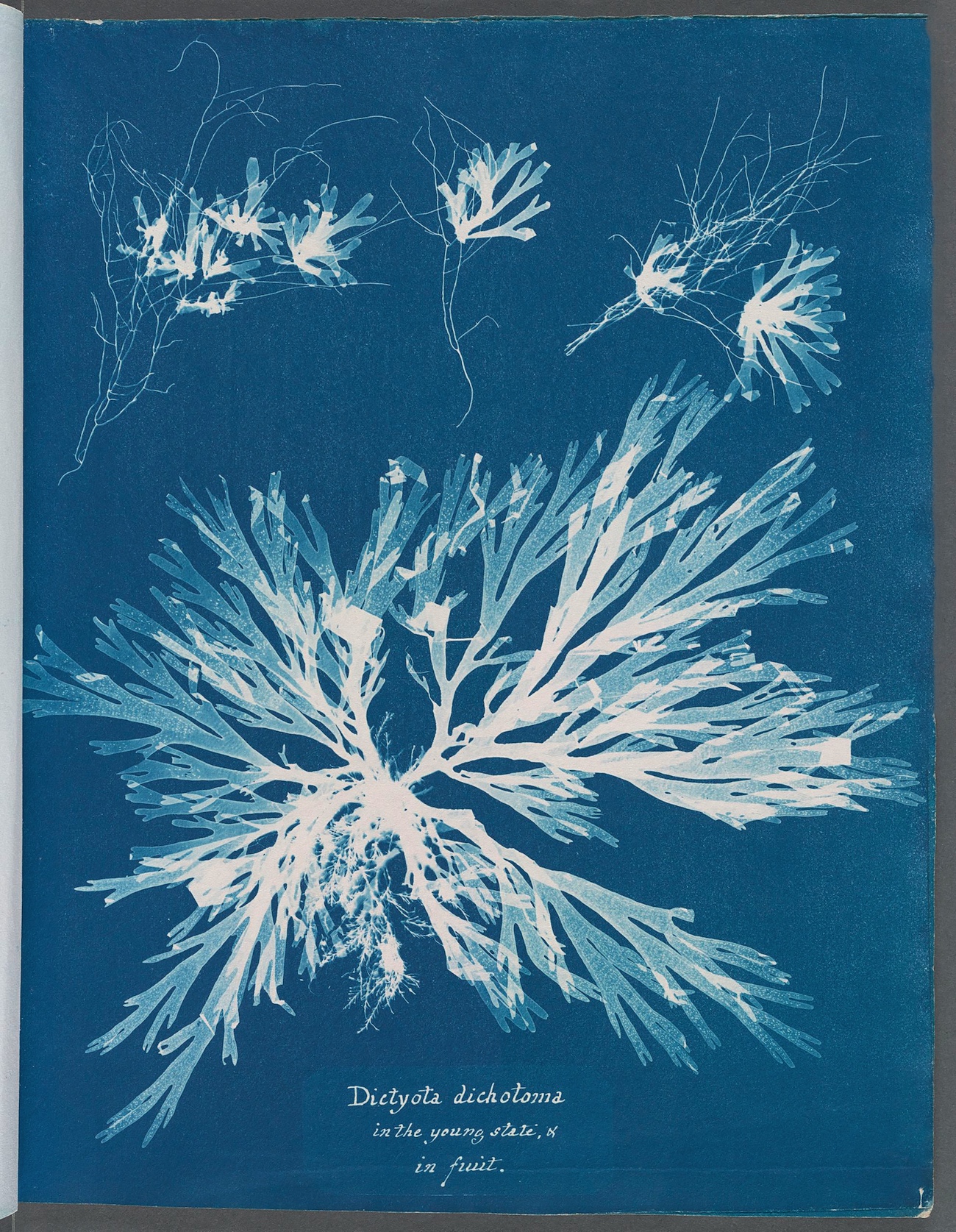 Anna Atkins, "Dictyota dichotoma in the young state; and in fruit" 