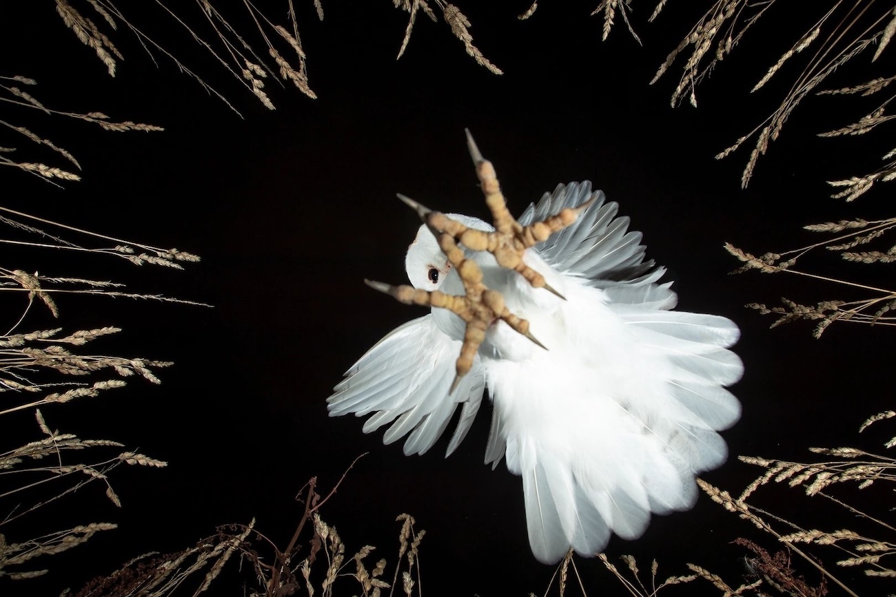 OurNature Environmental Photo & Video Award 2026 Winners