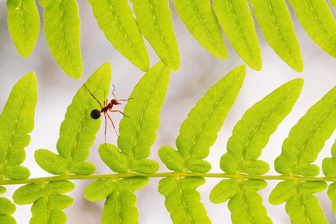 OurNature Environmental Photo & Video Award 2026 Winners