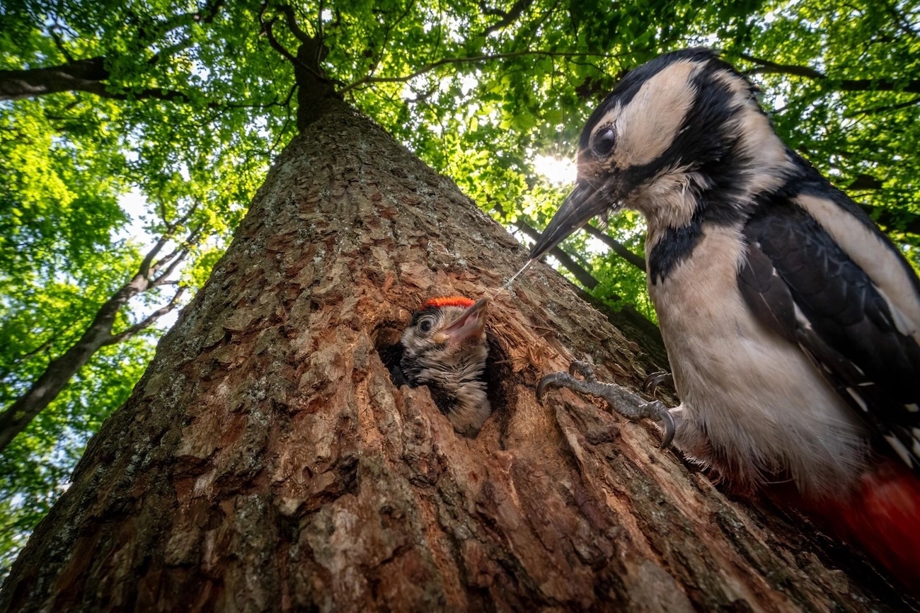 OurNature Environmental Photo & Video Award 2026 Winners