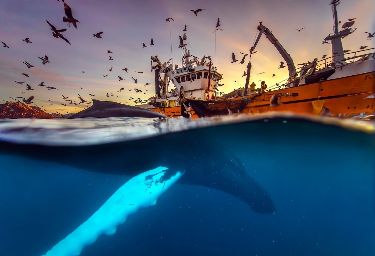 OurNature Environmental Photo & Video Award 2026 Winners