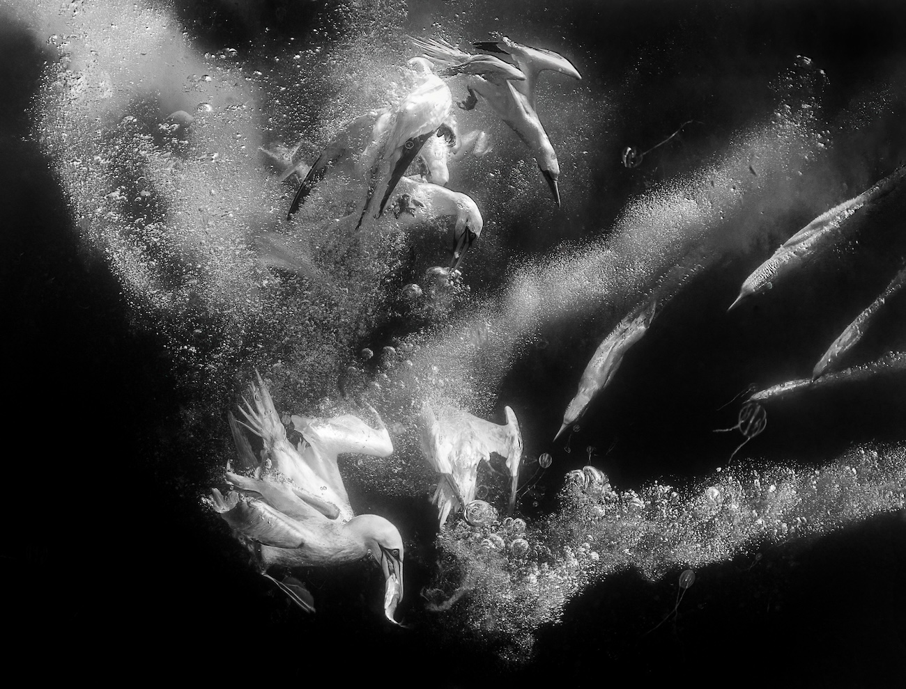 Siena International Photo Awards 2026