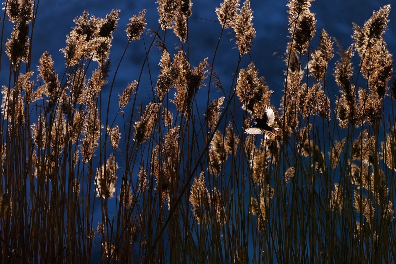 OurNature Environmental Photo & Video Award 2026 Winners