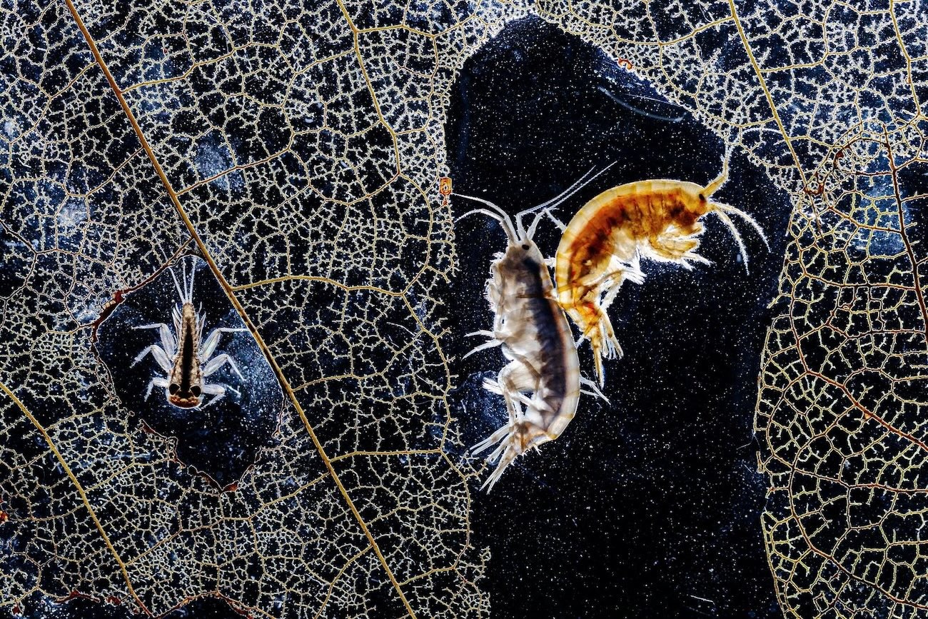 OurNature Environmental Photo & Video Award 2026 Winners