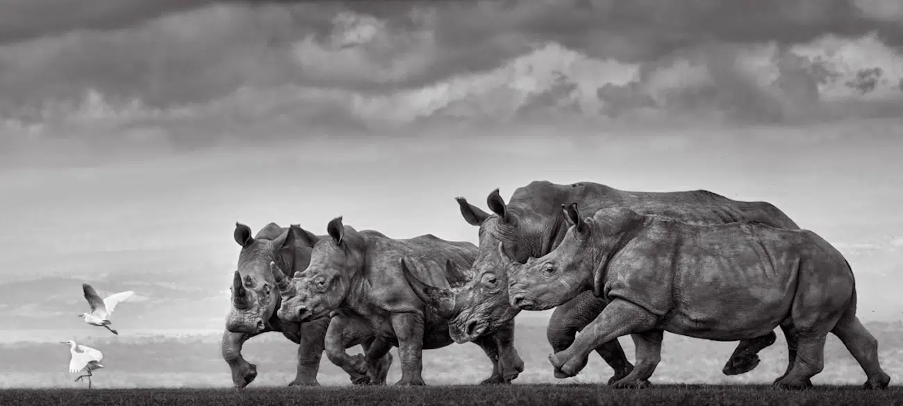 17th Epson International Pano Awards