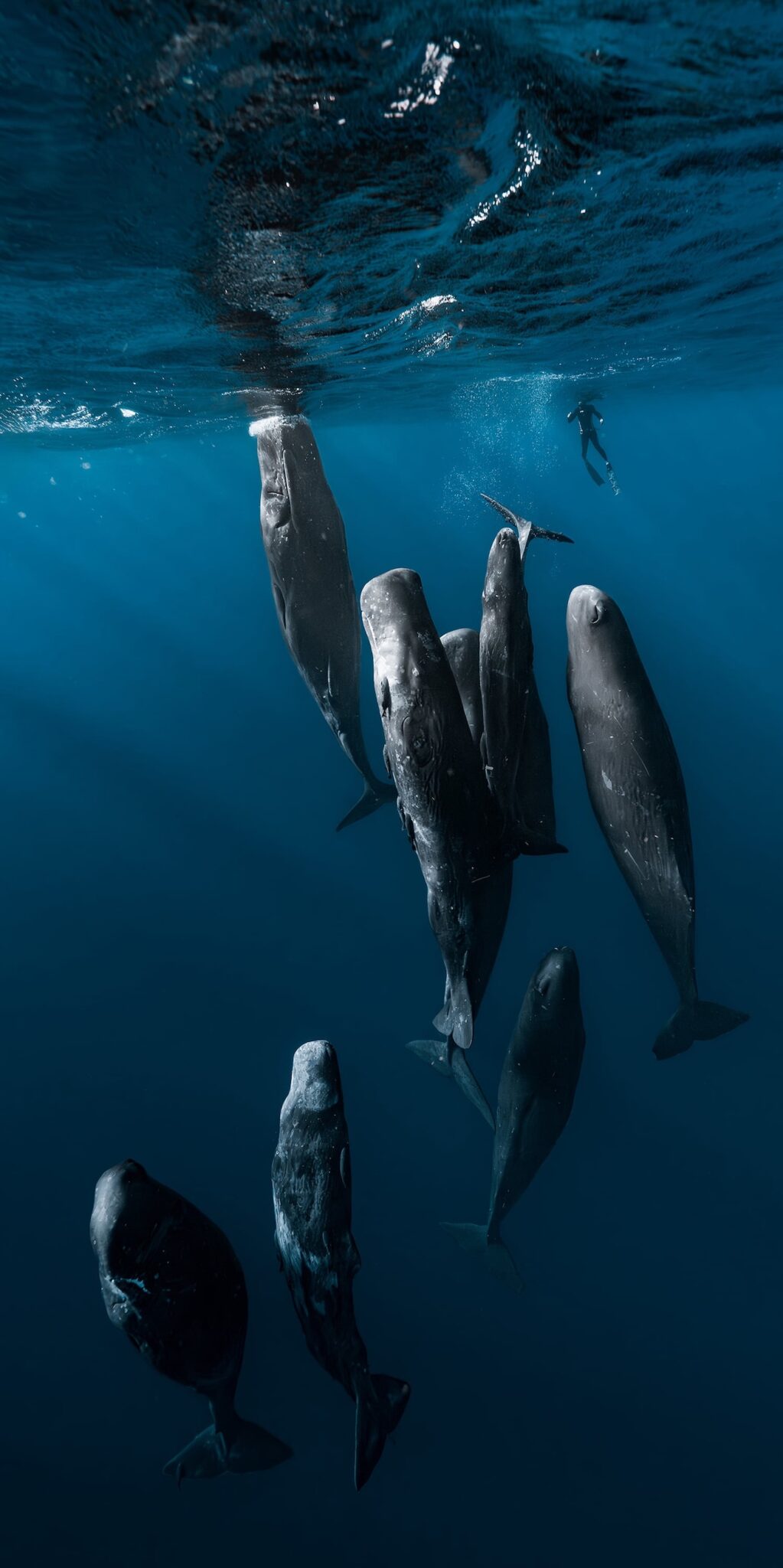 17th Epson International Pano Awards