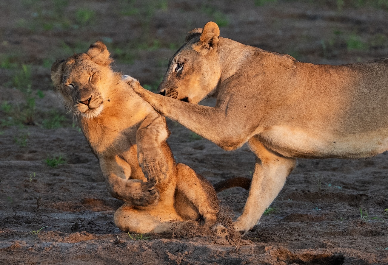 Nikon Comedy Wildlife 2026 Finalists
