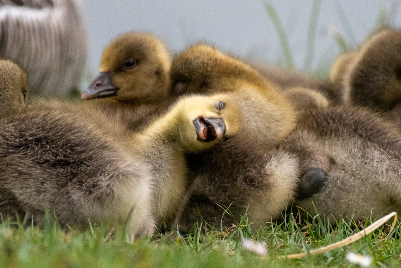 Nikon Comedy Wildlife 2026 Finalists