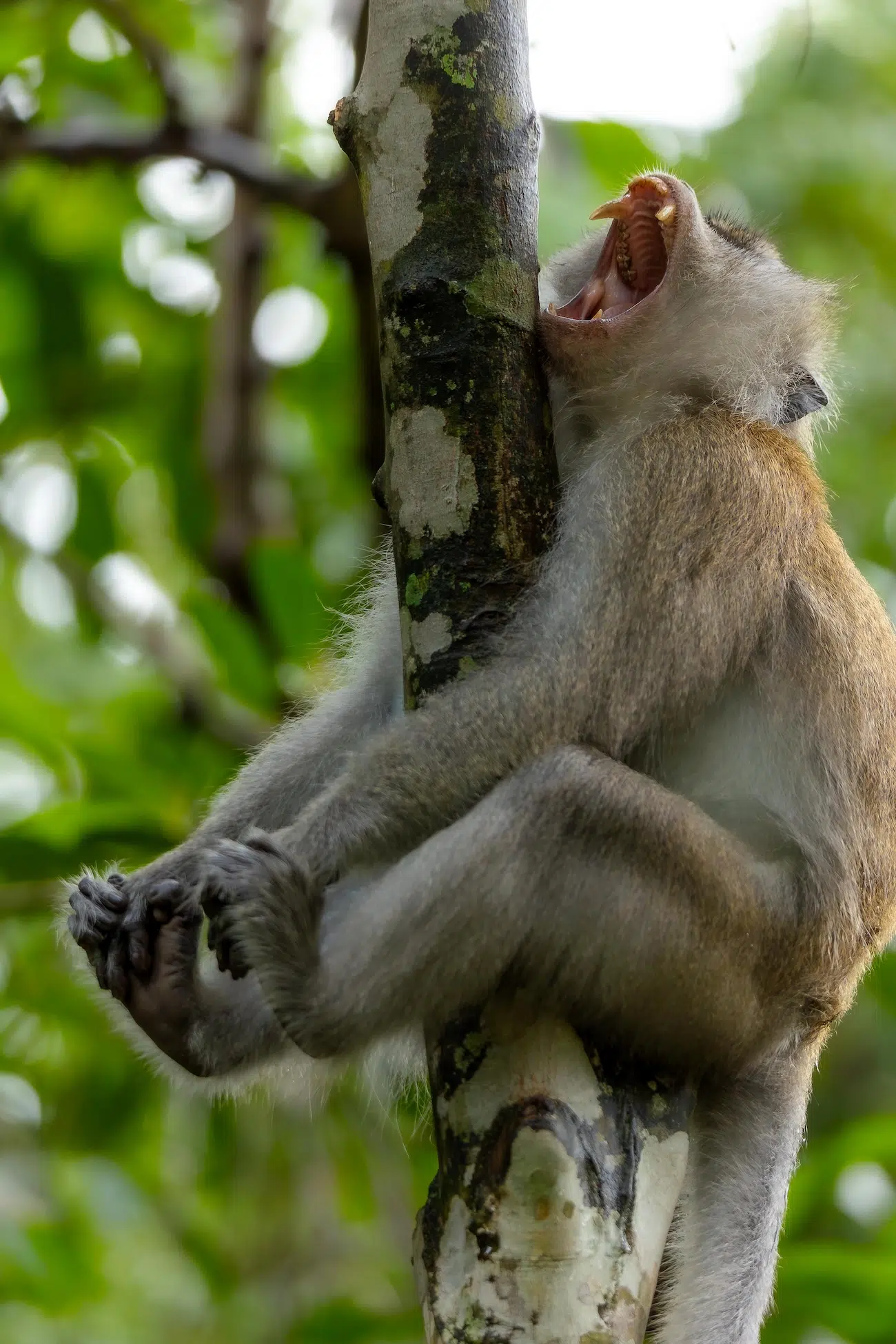 Finalists in the Nikon Comedy Wildlife Awards 2026 Show the Sillier Side of Animals