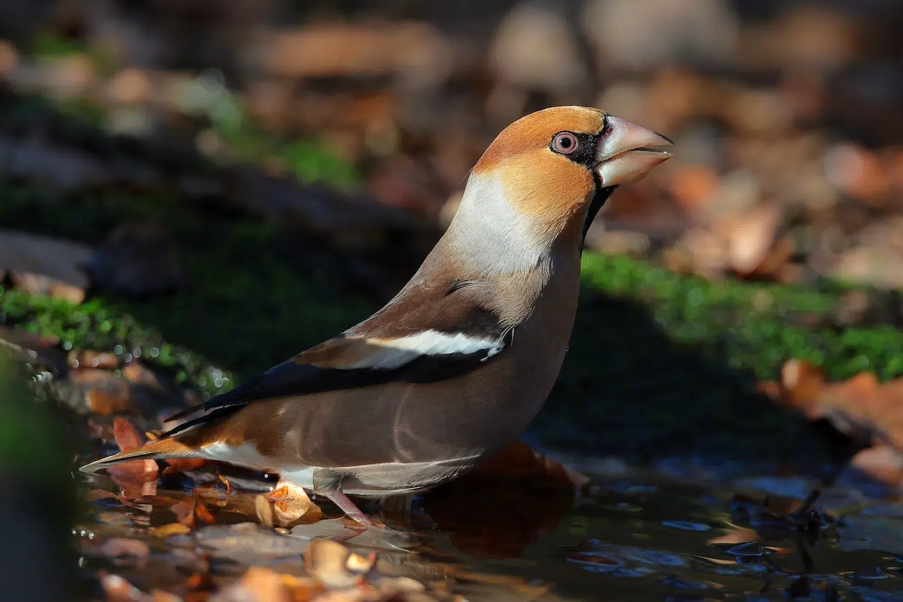 NWT Nature Photography Competition 2026