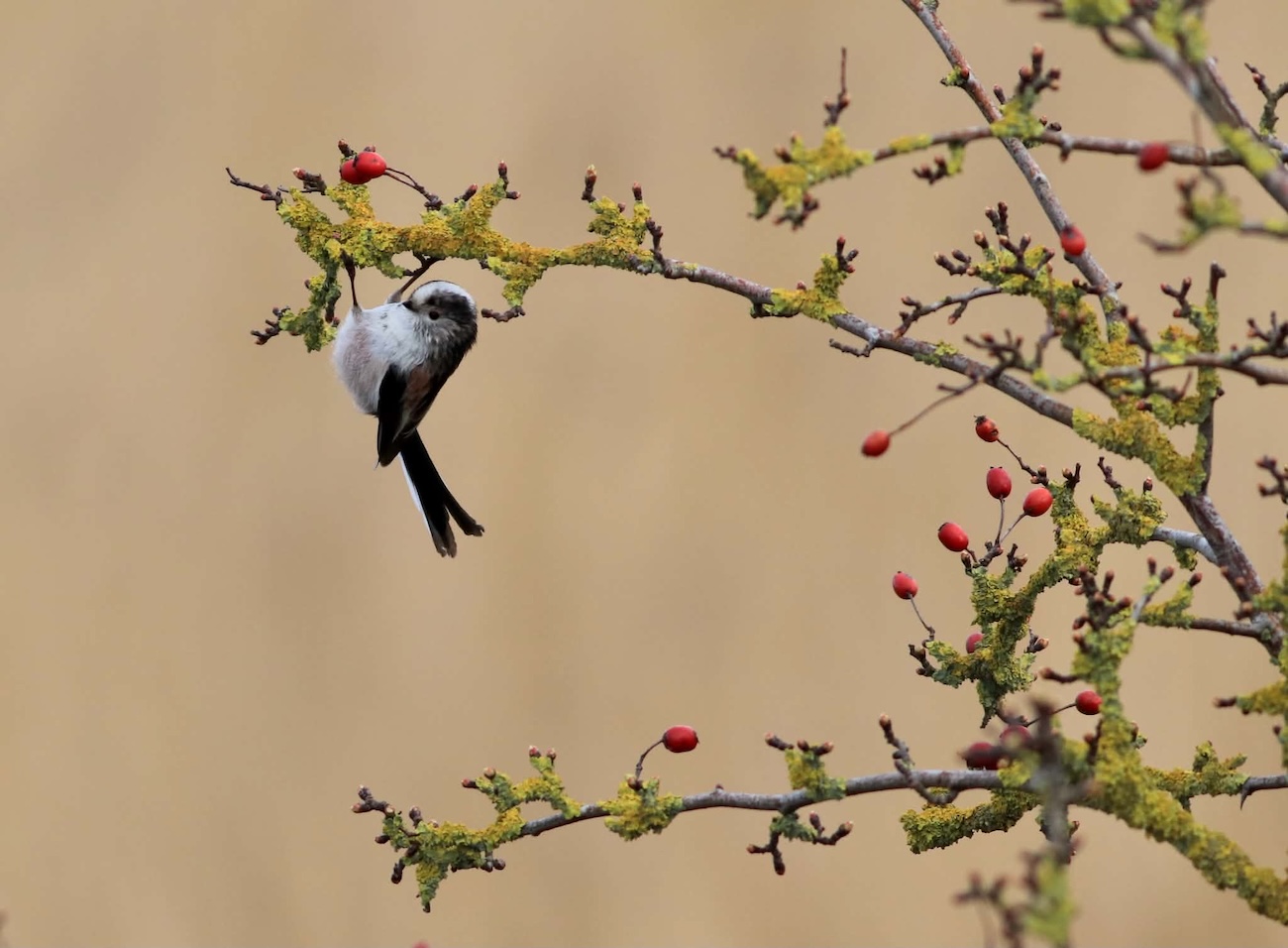 NWT Nature Photography Competition 2026