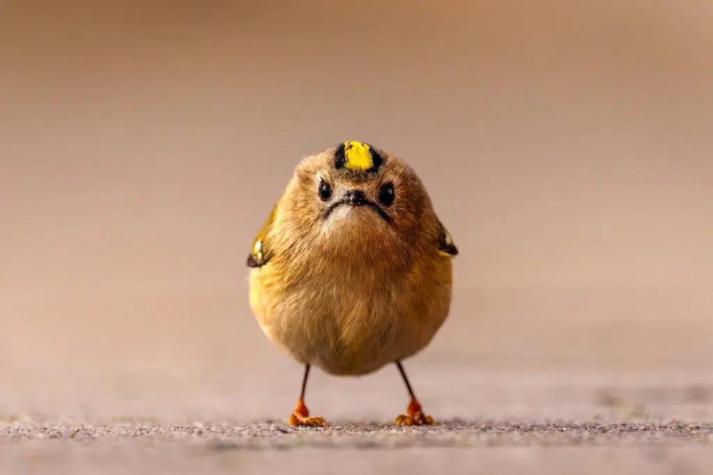Nikon Comedy Wildlife Awards 2026 Have Announced the Finalists