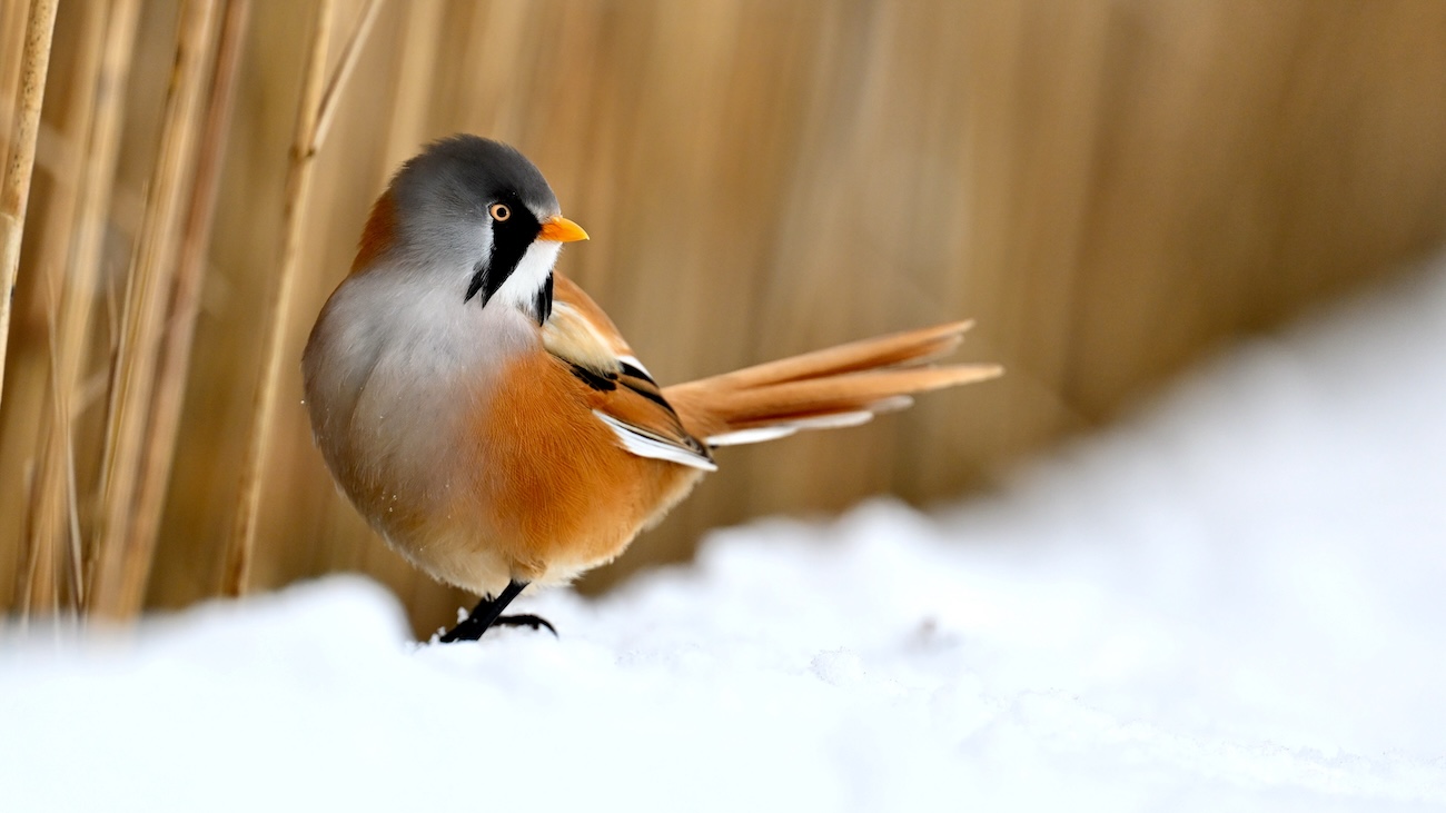 NWT Nature Photography Competition 2026