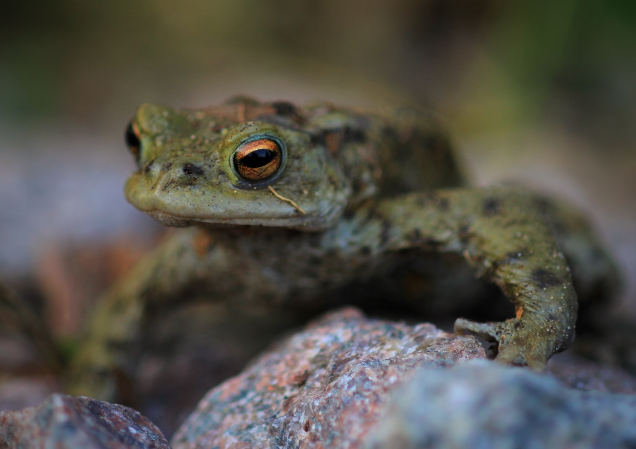 NWT Nature Photography Competition 2026