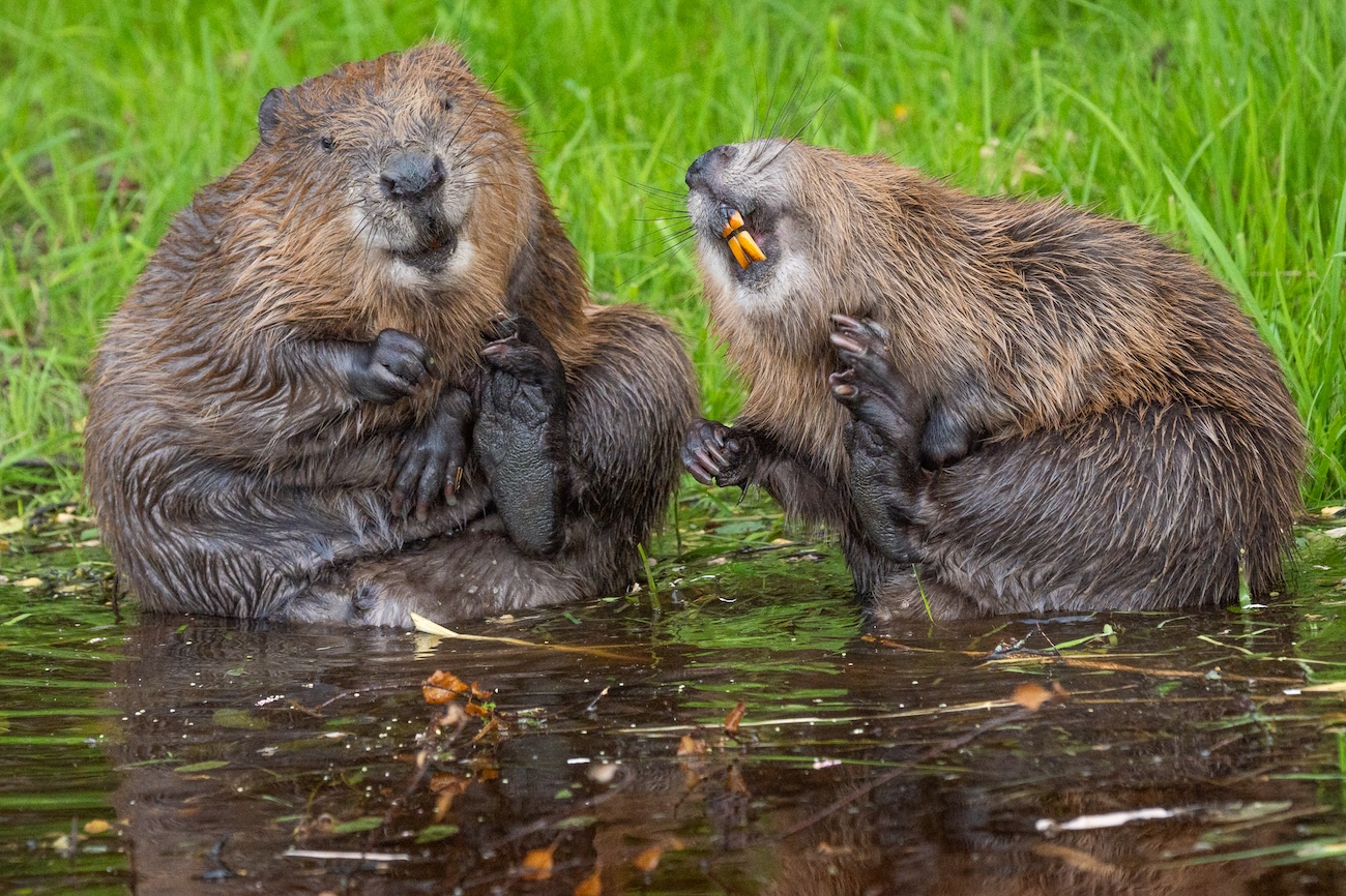 Nikon Comedy Wildlife 2026 Finalists
