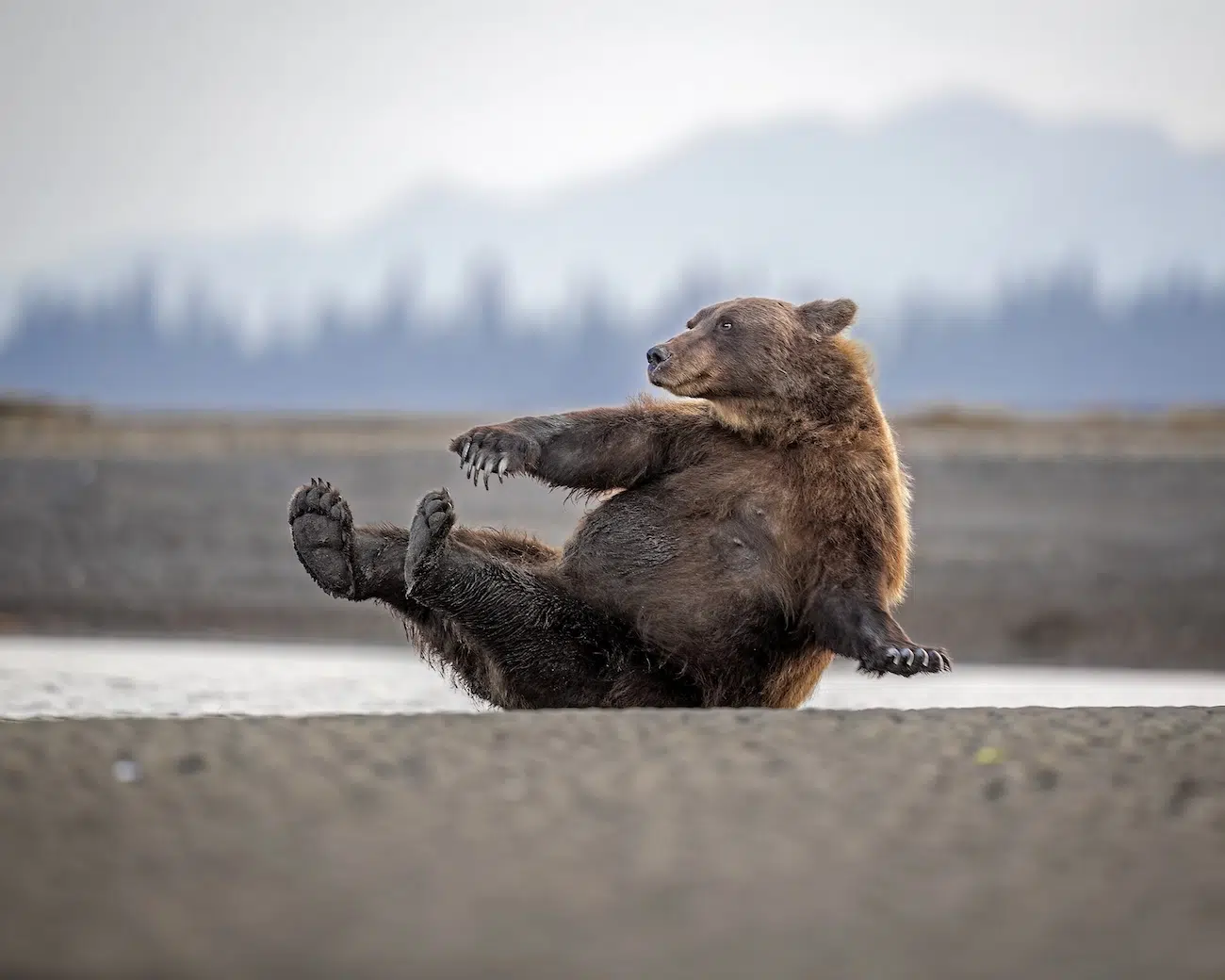 Nikon Comedy Wildlife 2026 Finalists