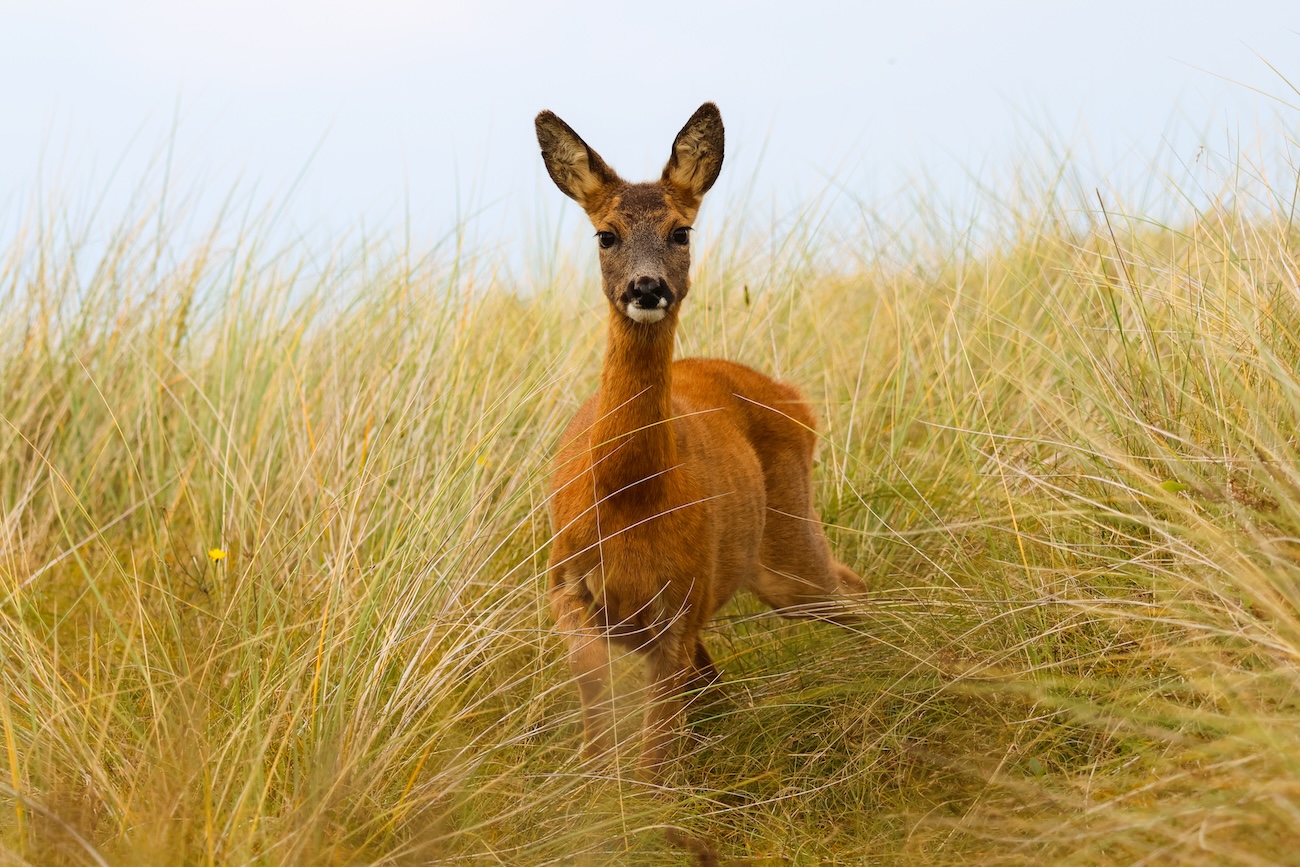 NWT Nature Photography Competition 2026