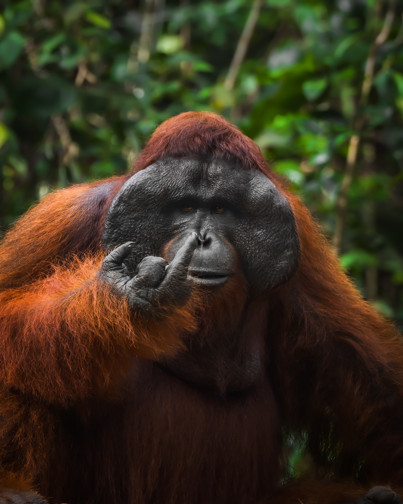 Nikon Comedy Wildlife 2026 Finalists