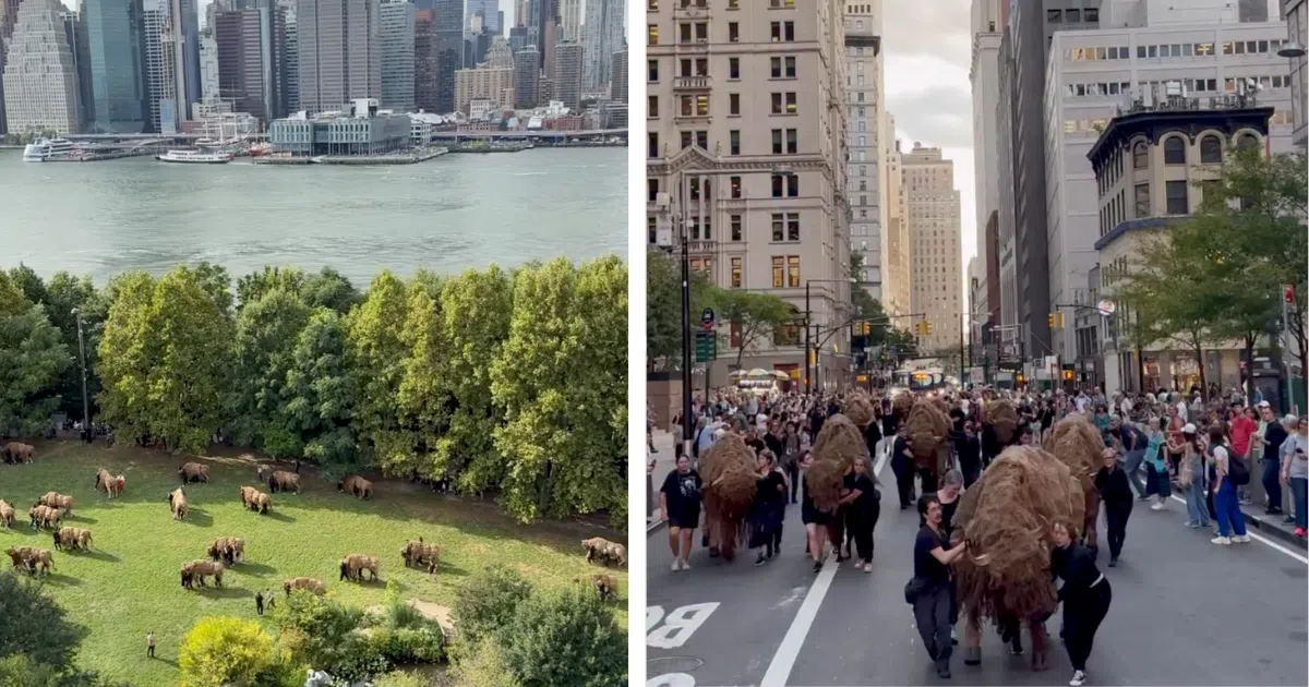 40 Life-Sized Buffalo Puppets March Through Manhattan as an Act of Restoration and Healing