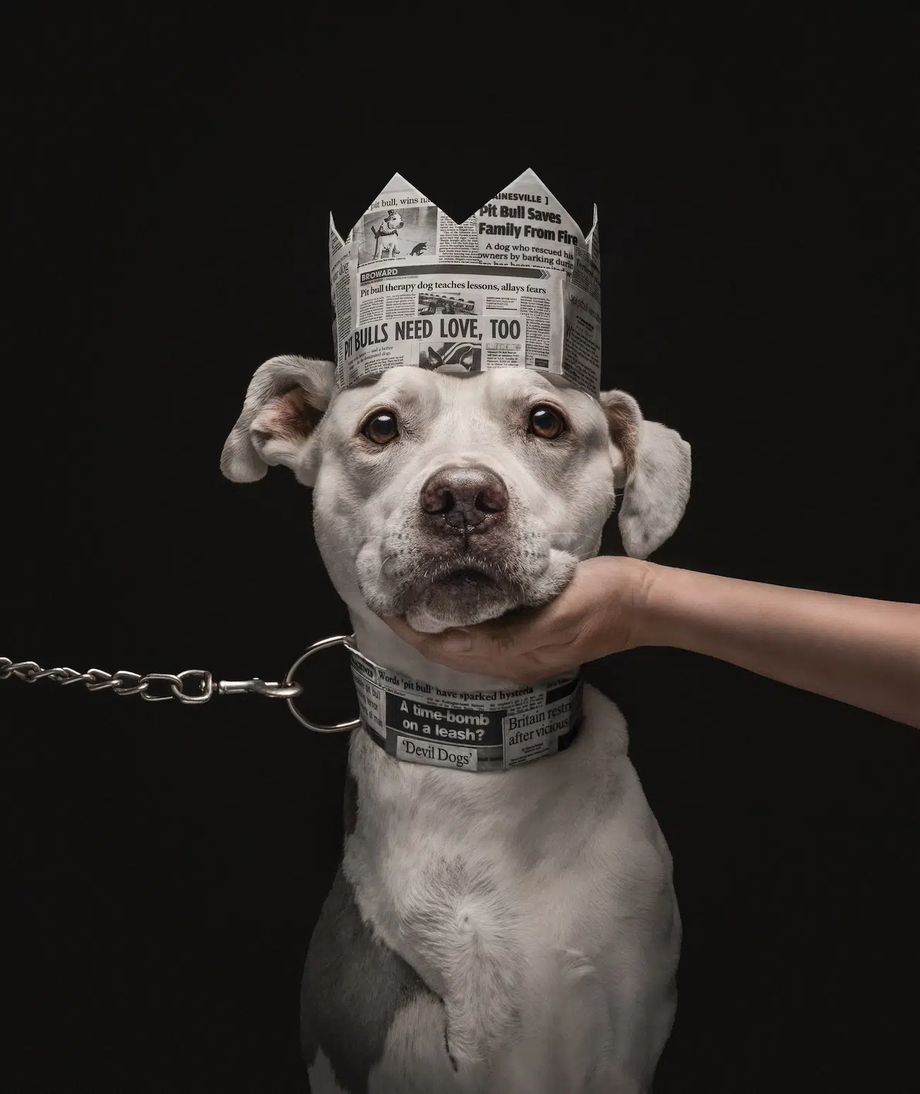 Dog Photography Awards 2026