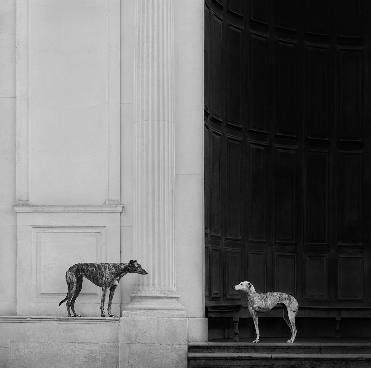 Dog Photography Awards 2026