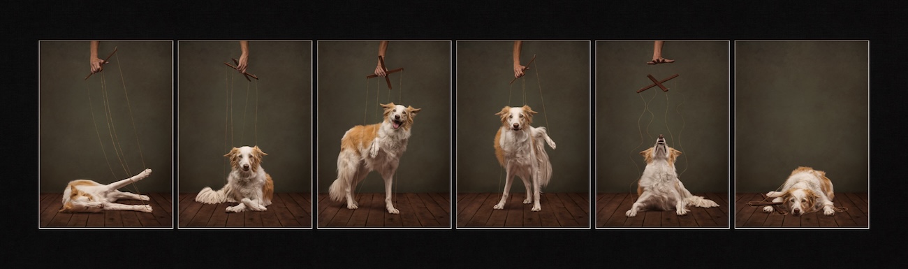 Dog Photography Awards 2026